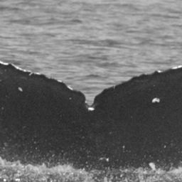 Fluke of SEAK-UASE-JMS-20050809-1-029