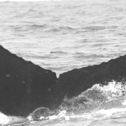 Fluke of CRC-15068