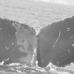 Fluke of CRC-10807