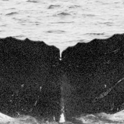 Fluke of SEAK-UASE-JMS-20050908-5--036