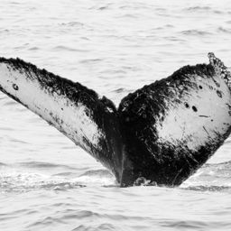 Fluke of CRC-11327