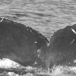 Fluke of SEAK-UASE-JMS-20050909-4-008