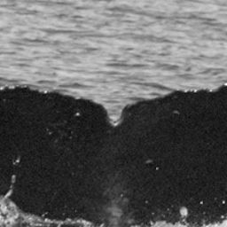 Fluke of Midnight Lily
