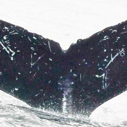Fluke of SEAK-1208