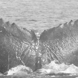 Fluke of Djerassi