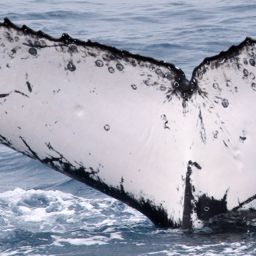 Fluke of HW-MN1101498