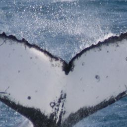 Fluke of HW-MN1101479