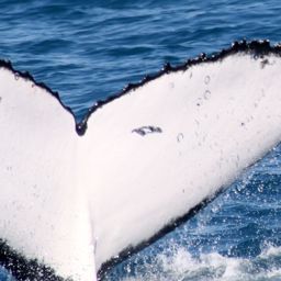Fluke of HW-MN1101477