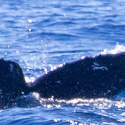 Fluke of HIHWNMS-2020-3-10_O08