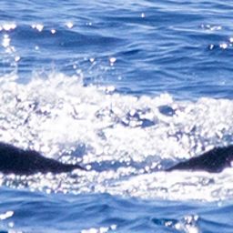 Fluke of HIHWNMS-2020-3-10_G08A01
