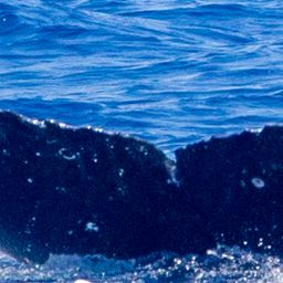 Fluke of HIHWNMS-2020-3-20_G08A01