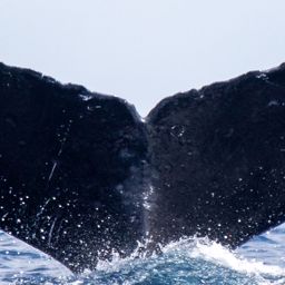 Fluke of HIHWNMS-2020-3-27_G02A01