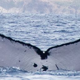 Fluke of HIHWNMS-2020-3-27_G05A02