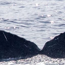 Fluke of HIHWNMS-2020-3-15_G09A02