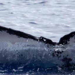 Fluke of HIHWNMS-2020-3-15_G05A01