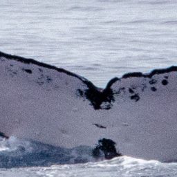 Fluke of HIHWNMS-2020-3-15_G03A01