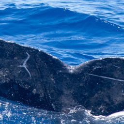 Fluke of BCX1177