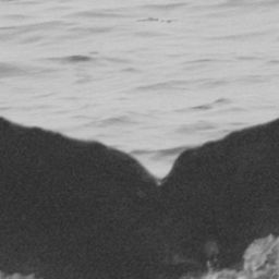 Fluke of HIHWNMS-2020-3-20_G09A01