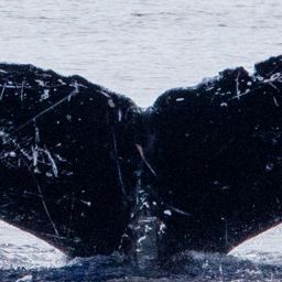 Fluke of HIHWNMS-2020-3-15_G01A01