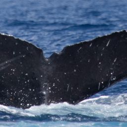 Fluke of HI20-0050