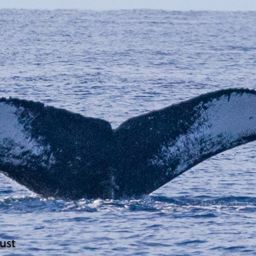 Fluke of HI20-0340