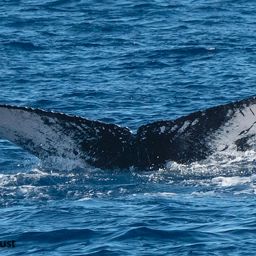Fluke of BCY0894