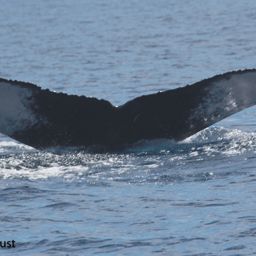 Fluke of HI20-0106