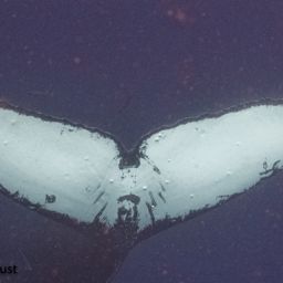 Fluke of CRC-19239