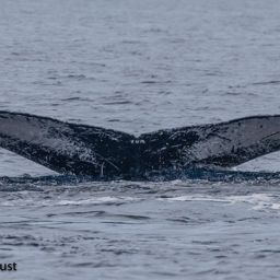 Fluke of HI20-0343