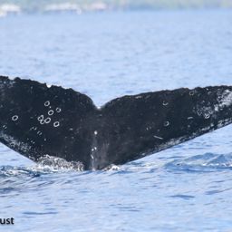 Fluke of HI20-0104