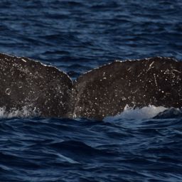 Fluke of BCX0070