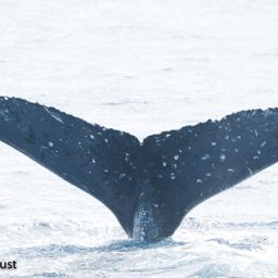 Fluke of BCX0206