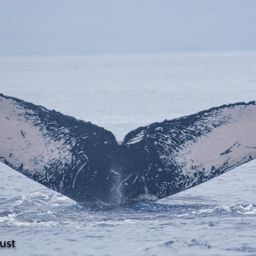 Fluke of HI20-0397