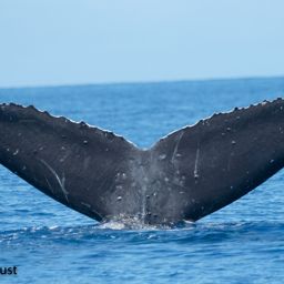 Fluke of HI20-0317