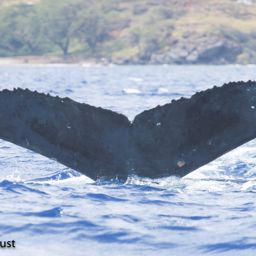 Fluke of HI20-0310