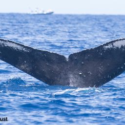 Fluke of HI20-0326