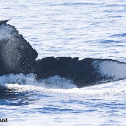 Fluke of HI20-0289
