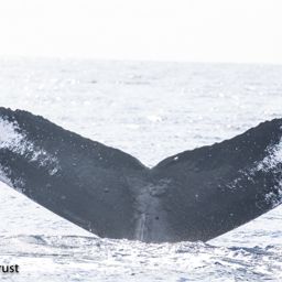 Fluke of HI20-0010