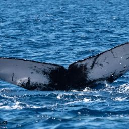 Fluke of HI20-0099