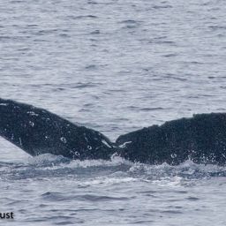 Fluke of HI20-0371