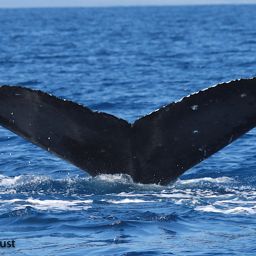 Fluke of BCX1245