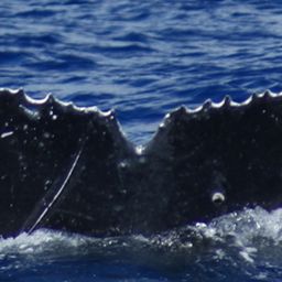 Fluke of HI20-0139