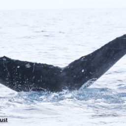 Fluke of HI20-0412