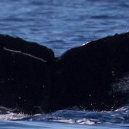 Fluke of BCY0477
