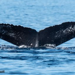 Fluke of BCX1593