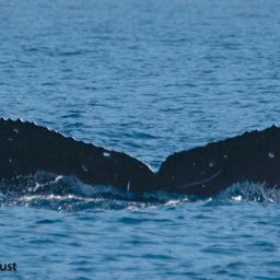Fluke of HI20-0028