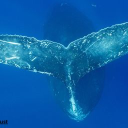 Fluke of BCX0668