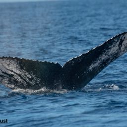 Fluke of HI20-0145