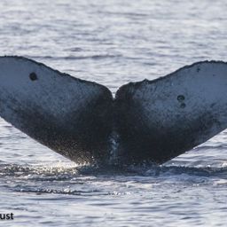 Fluke of HI20-0147