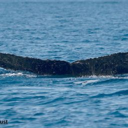 Fluke of HI20-0118
